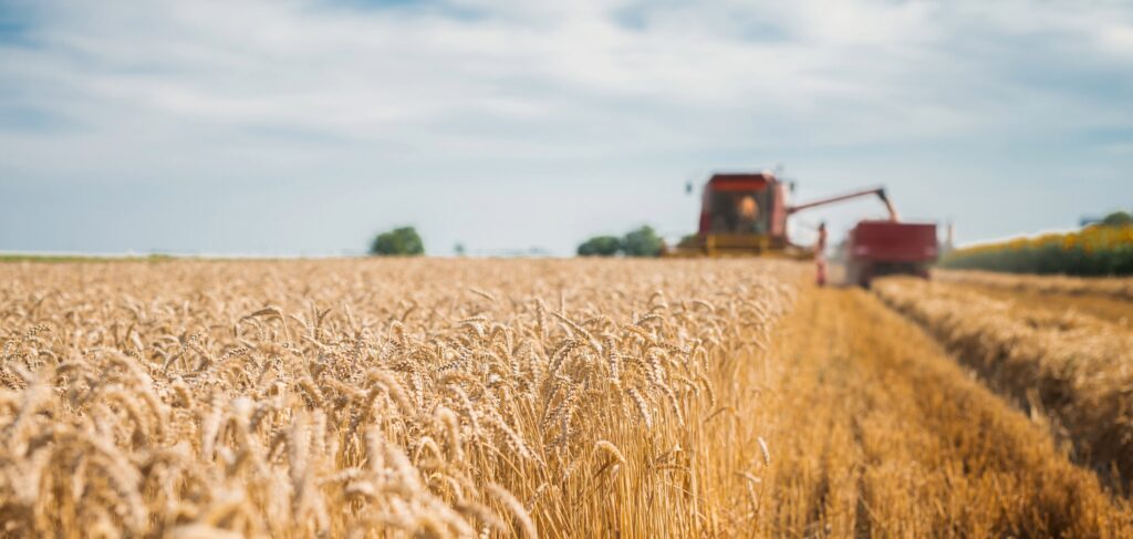 wheat field