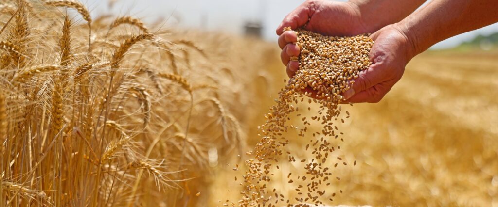 a farmer holding a handful of wheat berries in a wheat field