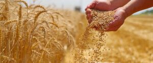 a farmer holding a handful of wheat berries in a wheat field